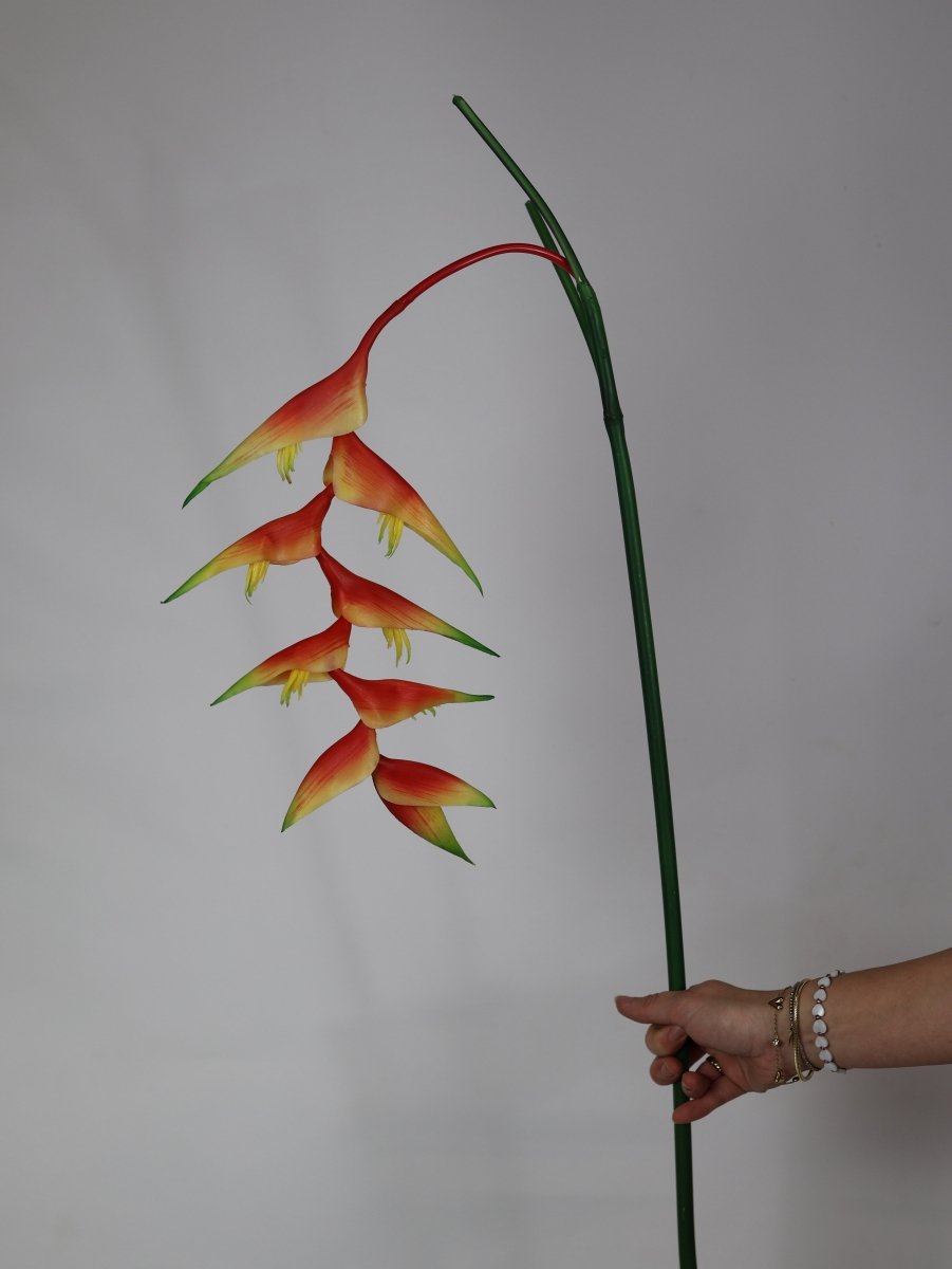 Heliconia oranje