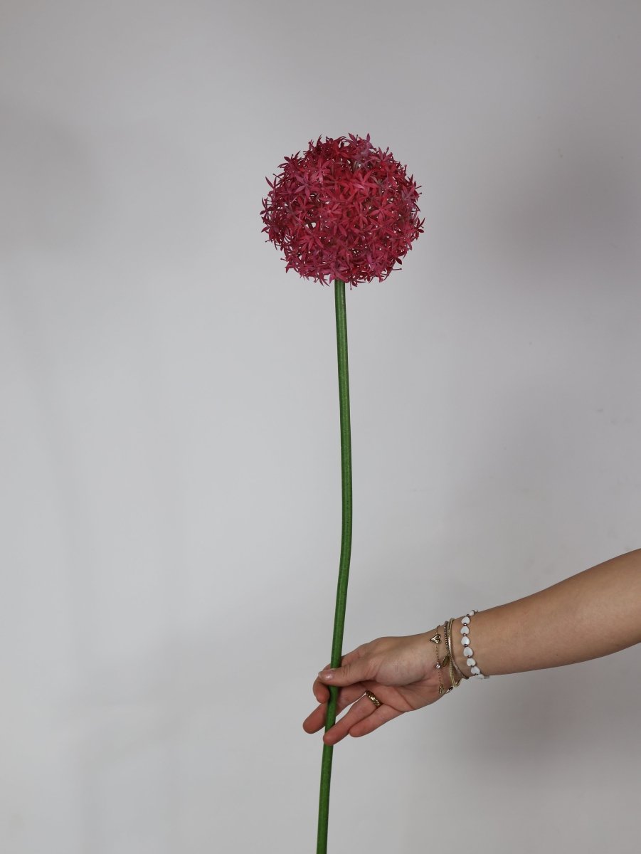 Allium roze