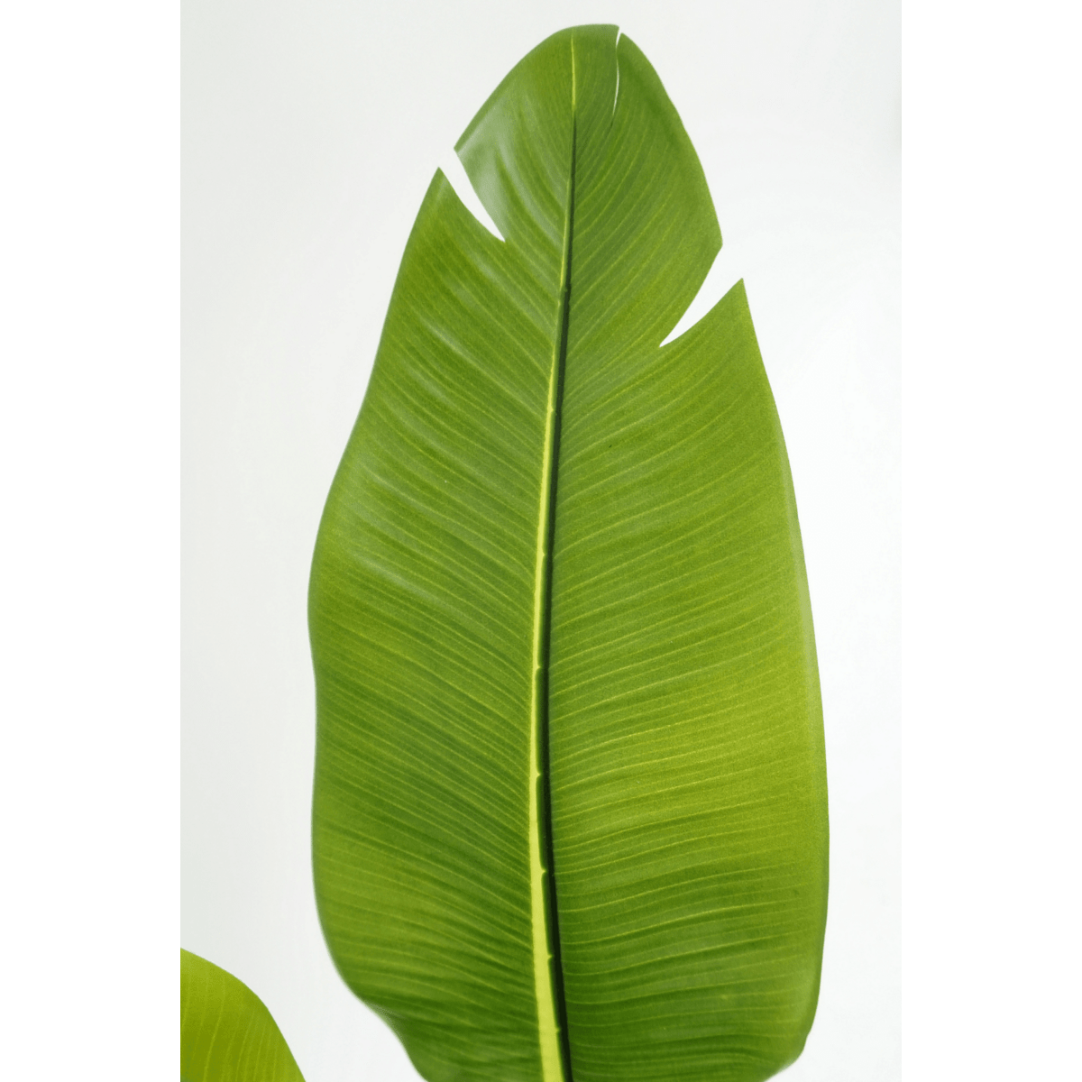 Strelitzia kunstplant van 180 cm met grote bladeren en een realistische stam, perfect voor grote ruimtes zoals een woonkamer of kantoor.