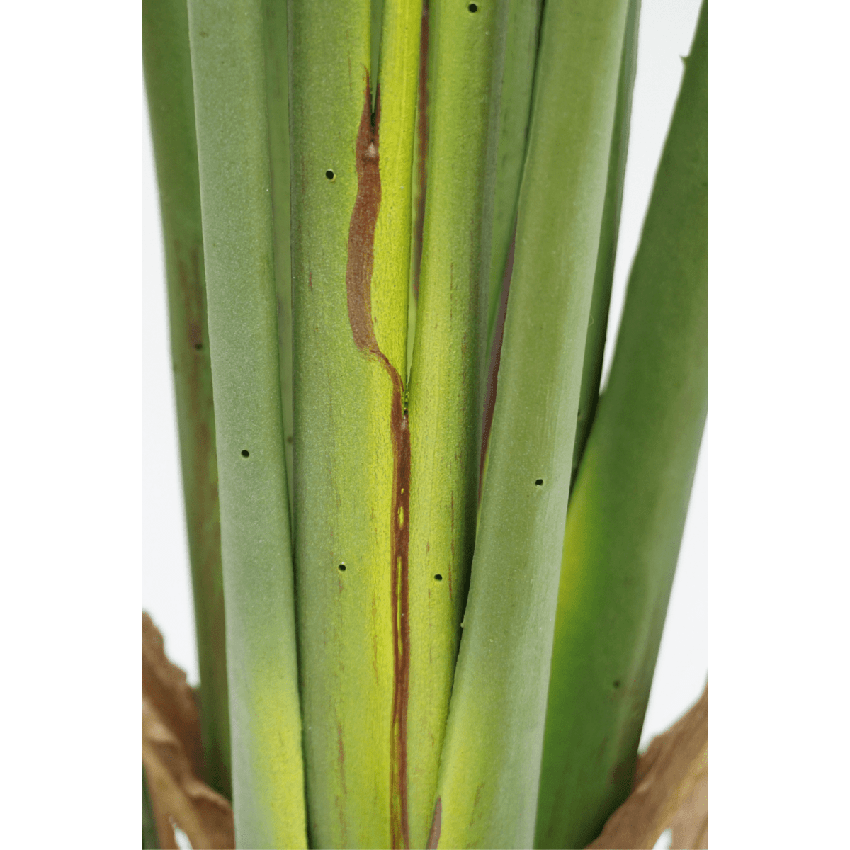 Strelitzia kunstplant van 180 cm met grote bladeren en een realistische stam, perfect voor grote ruimtes zoals een woonkamer of kantoor.