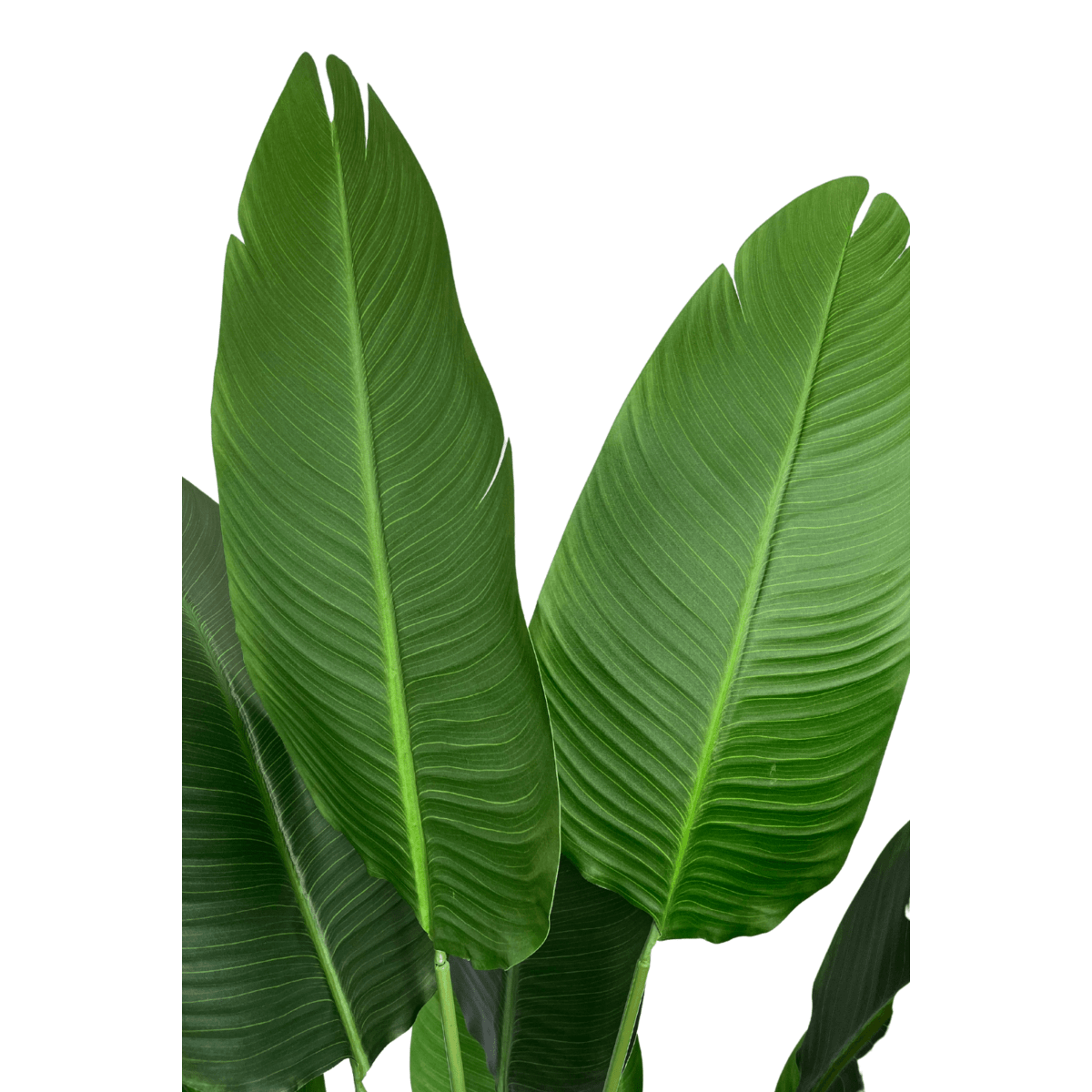 Strelitzia kunstplant van 160 cm met grote bladeren, perfect voor zowel zon- als schaduwrijke plekken in je woonkamer of kantoor.