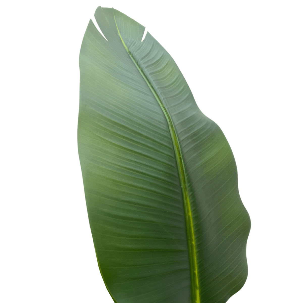 Strelitzia kunstplant van 210 cm hoog met levendige bladeren en een stijlvolle pot, ideaal voor grote ruimtes zoals een woonkamer of kantoor.