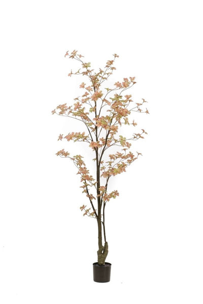Tropaeolum plant peach/green 185cm