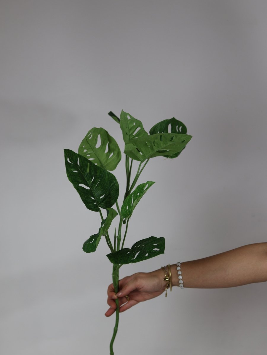 Monstera blad