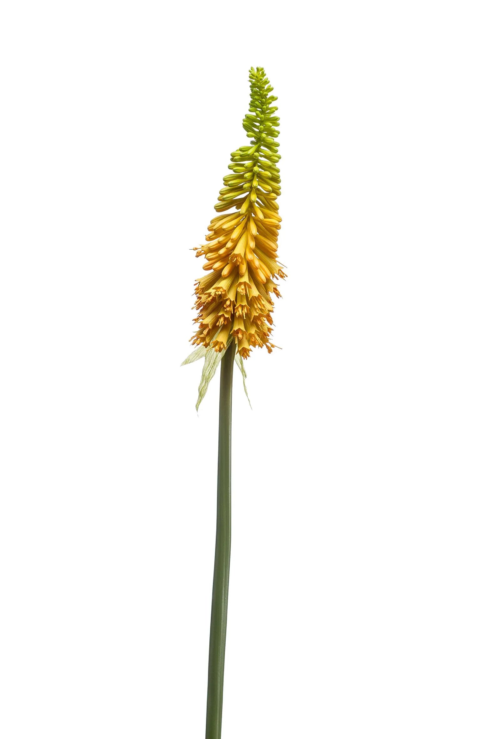 Kniphofia gele kunstbloem 85 cm – perfect voor een kunstbloemen boeket of los in de vaas met zijden bloemen. 