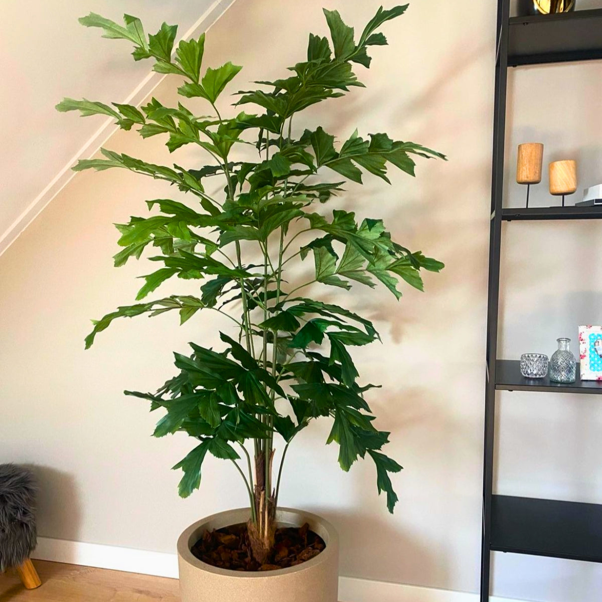 Imposante nepplant met levendige groene bladeren, ideaal voor schaduwrijke plekken in elk interieur.