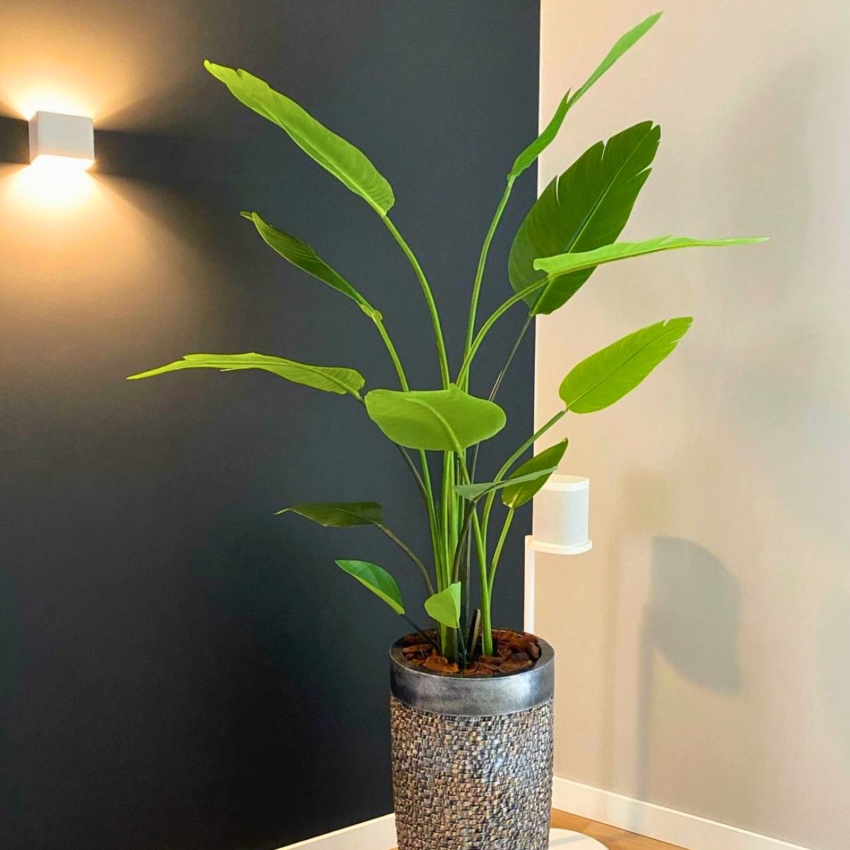 Imposante kunst Strelitzia met levendige groene bladeren, ideaal voor schaduwrijke plekken in elk interieur.